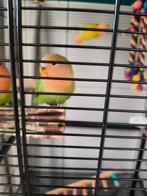 Agapornis, Geslacht onbekend, Dwergpapegaai of Agapornis, Tam