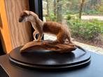 Opgezette hermelijn, preparaat, taxidermy, Verzamelen, Ophalen of Verzenden, Zo goed als nieuw, Vogel, Opgezet dier