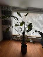 Strelitzia Nicolai - Grote Paradijsvogelplant, Ophalen, Overige soorten, Halfschaduw, In pot