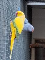 Halsbanden kweekvogels, Dieren en Toebehoren, Meerdere dieren, Parkiet, Geringd