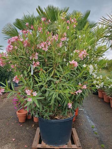 Oleander XXXL  beschikbaar voor biedingen
