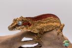 Rhacodactylus auriculatus, Dieren en Toebehoren, 3 tot 6 jaar
