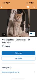 Main coon kittens oplichter actief. Kijk uit!