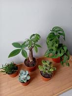 5 kamerplantjes 10 -30cm, Ophalen, Overige soorten, Halfschaduw, In pot