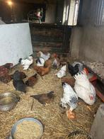 Verschillende soorten kippen, Dieren en Toebehoren, Pluimvee, Vrouwelijk, Kip