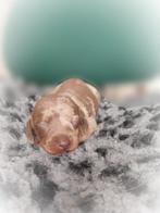 Zeer mooie dwergteckel pups, Dieren en Toebehoren, België, Particulier, CDV (hondenziekte), 8 tot 15 weken
