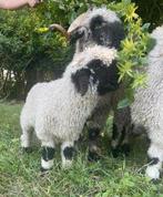 Walliser Schwarsnaze lammeren 1 ooi en 2 rammen, Dieren en Toebehoren, Schapen, Geiten en Varkens, Meerdere dieren, Schaap