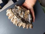 Mammoet fossiel bot kies Noordzee tand stegodon java, Verzamelen, Mineralen en Fossielen, Verzenden, Fossiel