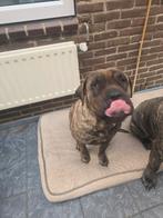 Dogo canario teef met stamboom, Particulier, Buitenland, Teef, Eén hond