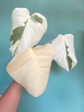 Megawitte Kopstek Monstera Albo Variegata plant beschikbaar voor biedingen