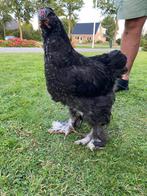Brahma haan, Mannelijk, Kip
