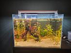 Volledig compleet draaiend aquarium, Dieren en Toebehoren, Ophalen, Zo goed als nieuw, Gevuld zoetwateraquarium