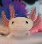 Axolotl, Dieren en Toebehoren, 0 tot 2 jaar