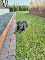 Boulab pups moeder labrador vader berner sennen nog 1 teefje, 8 tot 15 weken, Labrador retriever, Meerdere, Meerdere dieren