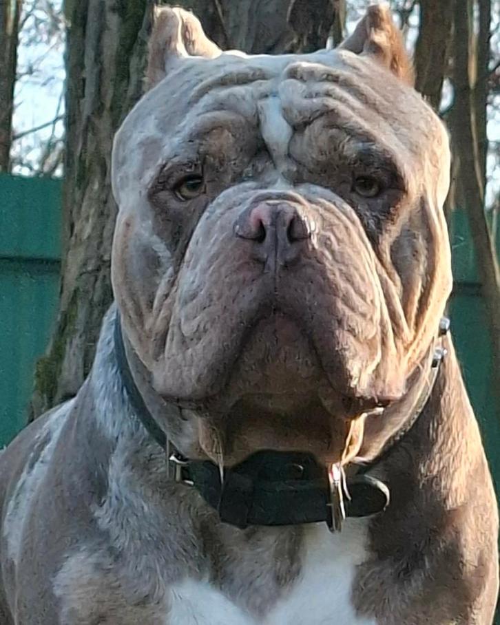 American bully pocket exotic dekreue, Dieren en Toebehoren, Honden | Bulldogs, Pinschers en Molossers, Reu, Overige rassen, Particulier