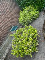 Diverse grote bomen, planten, struiken, Tuin en Terras, Planten | Struiken en Hagen, Ophalen, Struik, 100 tot 250 cm