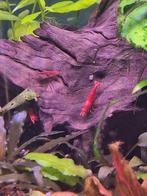 Red cherry shrimp / vuur garnalen - eigen kweek, Zoetwatervis, Kreeft, Krab of Garnaal
