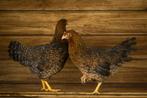 Bielefelder krielkippen | Goede leggers | kleine kip, Vrouwelijk, Kip