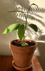 Jonge avocado plant / fruitplant / kamerplant, Ophalen, In pot, Minder dan 100 cm, Groenteplant