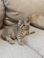 Laatste Britse Korthaar kitten, Dieren en Toebehoren, Katten en Kittens | Raskatten | Korthaar, Kater, Ontwormd, 0 tot 2 jaar