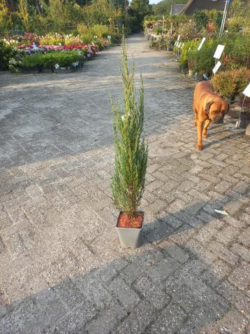 Juniperus Blue Arrow in pot beschikbaar voor biedingen