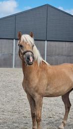 Leuke haflinger ruinen 1 en 2jarige, Ruin, 0 tot 2 jaar, Recreatiepony, D pony (1.37m tot 1.48m)