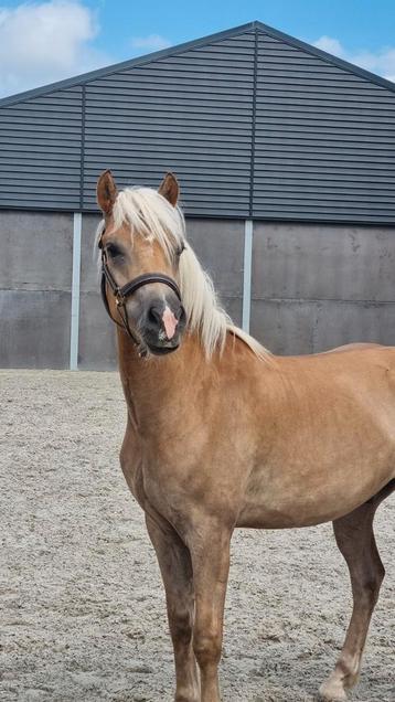 Leuke haflinger ruinen 1 en 2jarige beschikbaar voor biedingen