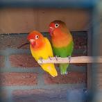 2 agapornissen met ca 10kg voer, Geslacht onbekend, Dwergpapegaai of Agapornis