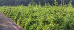 **ACTIE** Picea abies, Fijnspar gewone kerstboom, Volle zon, Bloeit niet, Minder dan 100 cm, Overige soorten