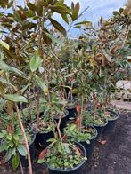 Magnolia grandiflora little jen hoog 160+ pot gekweekt, Tuin en Terras, Vaste plant, Halfschaduw, Zomer, Ophalen