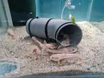 Platinum Roodstaartmeerval, rtc, meerval, Dieren en Toebehoren, Vissen | Aquariumvissen, Vis, Zoetwatervis