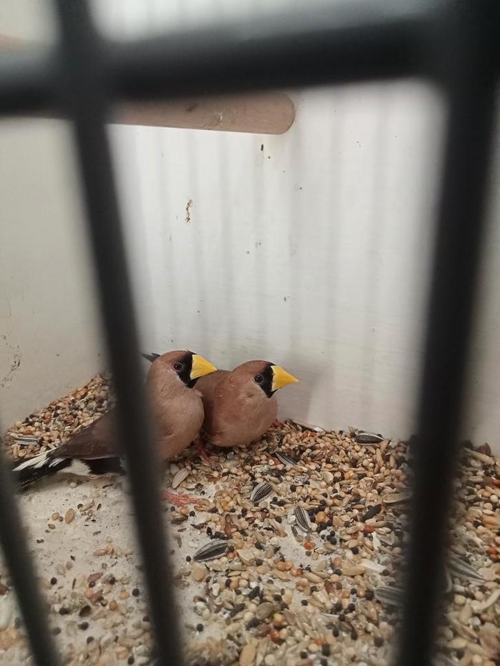 Mooi koppel masker amedine, Dieren en Toebehoren, Vogels | Overige Vogels, Meerdere dieren