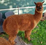 Alpaca, ruin, roodbruine wol, donker hoofd, Juni, Mannelijk