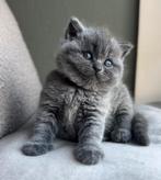 TOP britse korthaar kittens blauw️ ❤️, Dieren en Toebehoren, Katten en Kittens | Raskatten | Korthaar, Meerdere dieren, Ontwormd
