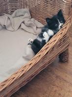 Maine Coon Kitten, Poes, Gechipt