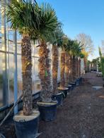 Trachycarpus fortunei, wij zijn beide Paasdagen geopend !!!, Tuin en Terras, Planten | Tuinplanten, Vaste plant, Ophalen of Verzenden