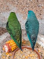 Catharinaparkiet man, Mannelijk, Parkiet