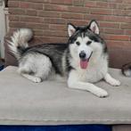 Met spoed huisje gezocht, Dieren en Toebehoren, Rabiës (hondsdolheid), 1 tot 2 jaar, Teef, Poolhond