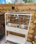 4 vogels, 2 mannetjes en 2 vrouwtjes, met kooi en voer 25€