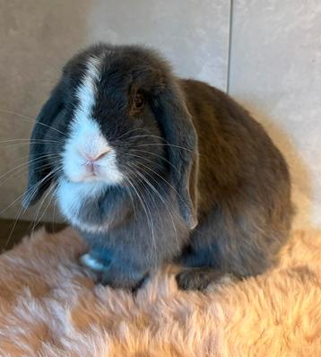 Mooie minilop voedster🩷 beschikbaar voor biedingen
