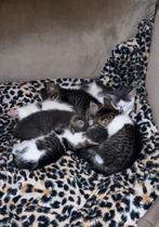 Kittens, Dieren en Toebehoren, Katten en Kittens | Overige Katten, Meerdere dieren, 0 tot 2 jaar