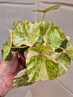 Begonia Rouge Variegata p12 (8), Ophalen of Verzenden, Halfschaduw, Minder dan 100 cm