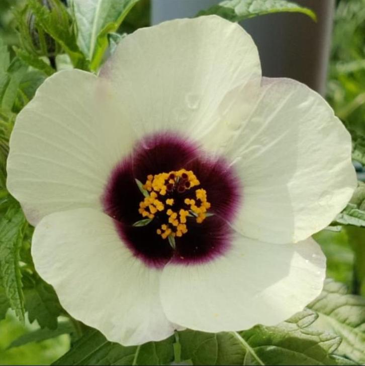 Zaden Hibiscus Canabinus, Hennepbladstokroos, Kenaf, Tuin en Terras, Bloembollen en Zaden, Zaad, Voorjaar, Volle zon, Ophalen of Verzenden