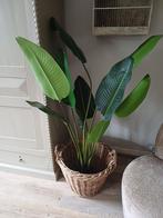 Grote kunst Strelitzia +/= 160 cm, Ophalen of Verzenden, Halfschaduw, 150 tot 200 cm