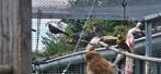 Mexicaanse roodmussen, Meerdere dieren, Tropenvogel