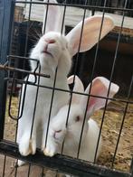 2 lieve albino rammen uit blauw sable x zwart otter!, Dieren en Toebehoren, Konijnen, Meerdere dieren, Groot