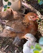 Cochin kriel haantje, Dieren en Toebehoren, Pluimvee, Mannelijk, Kip
