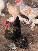 Sabelpootkriel hanen en hen, Dieren en Toebehoren, Pluimvee, Meerdere dieren, Kip