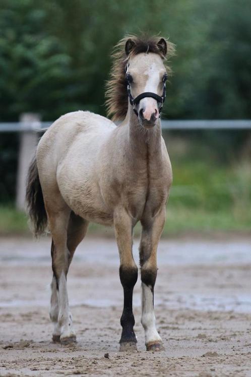 Welsh A valk hengst  veulen, Dieren en Toebehoren, Pony's, Hengst, Recreatiepony, 0 tot 2 jaar