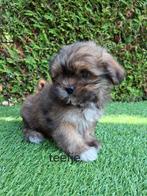 Zeer mooie speelse boomer pups., Dieren en Toebehoren, Overige rassen, CDV (hondenziekte), 8 tot 15 weken, Meerdere
